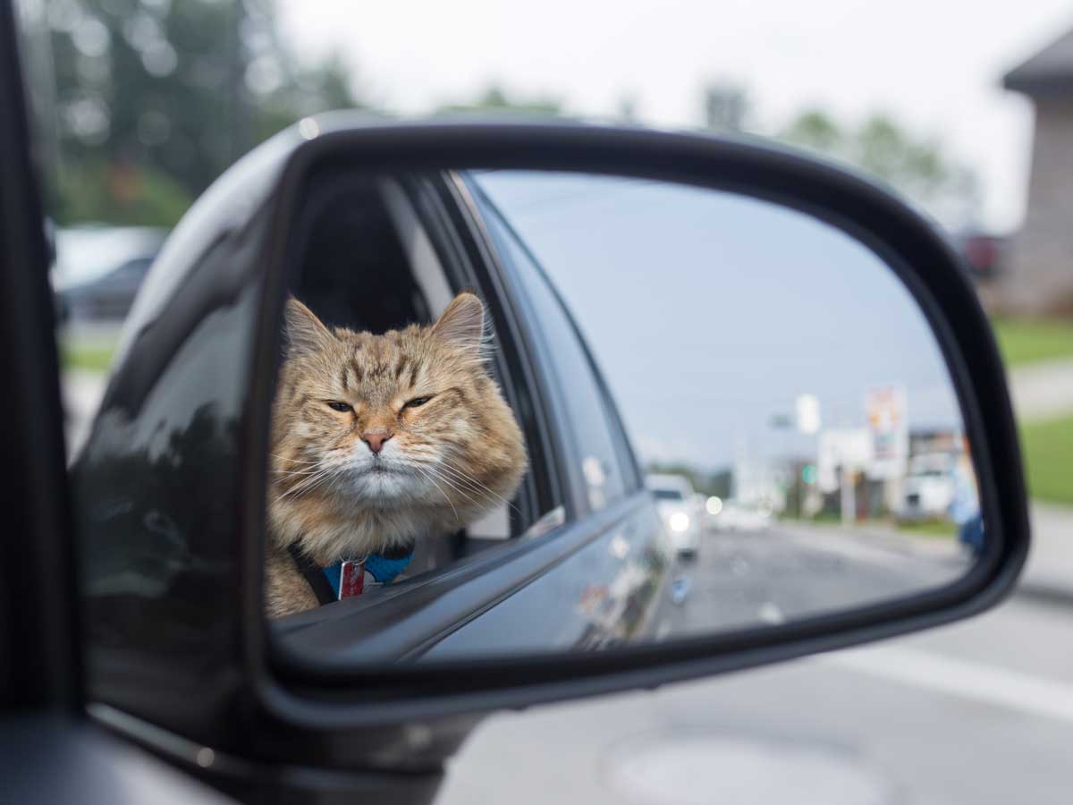 como debe ir un gato en coche