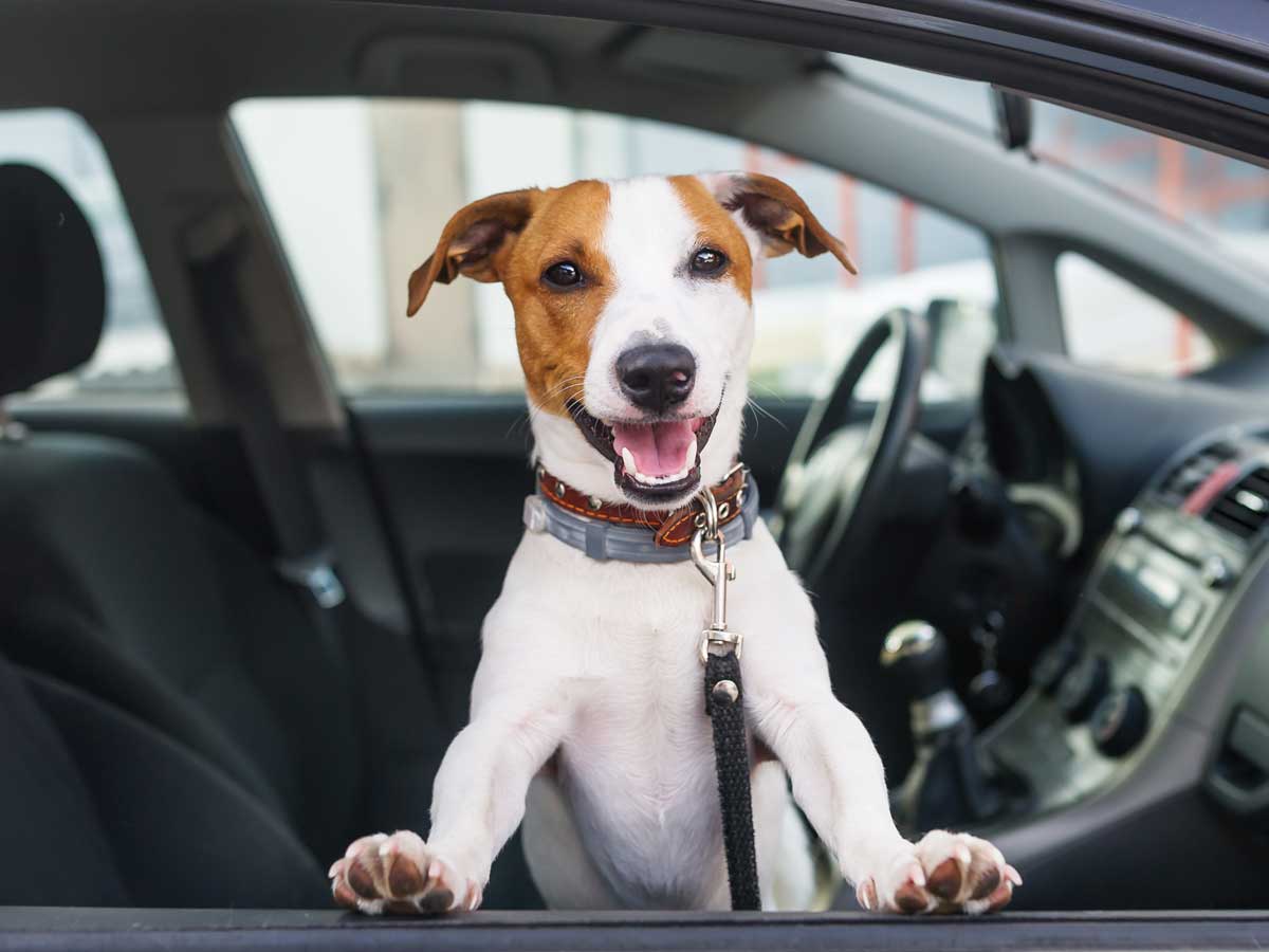 viajar con mascotas coche