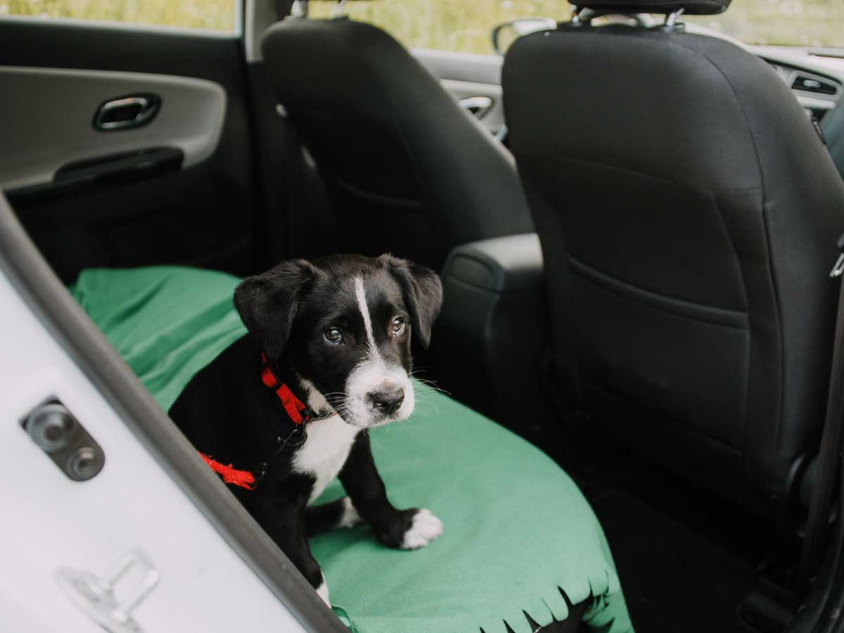 perros dentro del coche